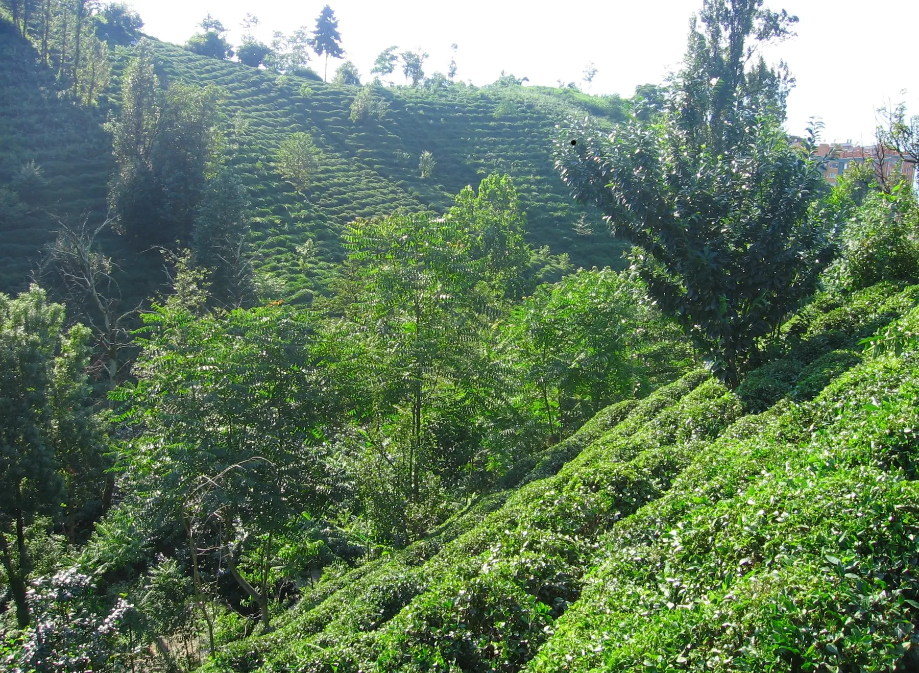 Rize